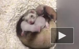 В США впервые успешно клонировали животное вымирающего вида