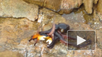 Битва краба и осьминога стала суперхитом YouTube
