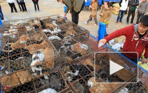 Вьетнамские полицейские конфисковали несколько тысяч “съедобных” кошек