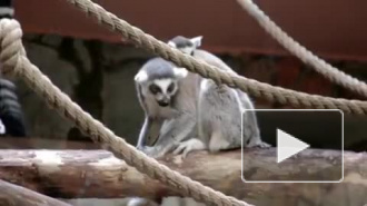 В Ленинградском зоопарке назвали имя и пол новорожденного лемура