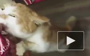 Жадный кот Борис из Питерского кошачьего приюта стал звездой интернета