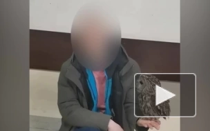 В Москве выявили факт незаконного фотографирования с краснокнижной серой неясытью
