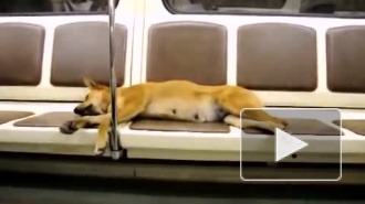 Топ-метро: забавные животные из подземки Петербурга