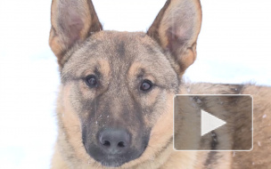 Собаке-улыбаке, ставшей звездой интернета, снова ищут хозяев