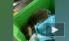 В петербургском океанариуме спасают выдрёнка, от которого отказалась семья