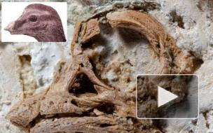 3D-модель черепа зародыша динозавра установила необычный факт