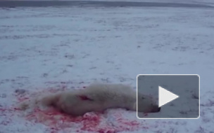 Видео кровавого расстрела белого медведя на Чукотке шокировало блогеров