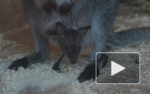 Видео: малыш-кенгуренок из Ленинградского зоопарка впервые выглянул из маминой "сумки"