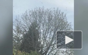 Полчища гигантских пчел напугали автомобилистку