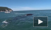 В Хабаровском крае начали расследование по факту наезда катером на гренладского кита