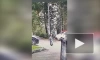 Момент нападения мужчины на девочку в Подмосковье попал на видео