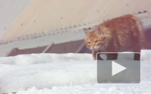 Загар мартовского кота
