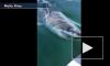 В США акула-людоед увязалась за лодкой с детьми