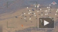 Минобороны показало кадры уничтожения вертолетов ВСУ на ...
