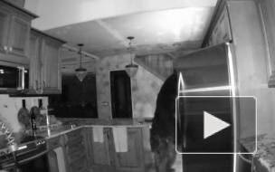 Видео из США: наглый медведь в поисках еды забрался в дом местному жителю 