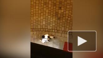 Появилось видео нападения террористов в Вене