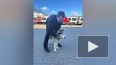 Пес забежал в поезд из Петербурга в Великий Новгород. ...