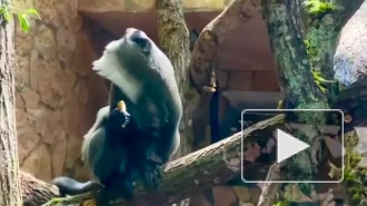 В Ленинградском зоопарке обновили вольер для мартышек Апаче и Чучи