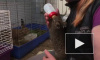 Видео: в "Велесе" выкармливают зайчат-найдёнышей 