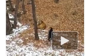 Козел Тимур и тигр Амур построят свою любовь в прямом эфире