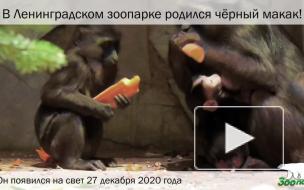 У черных макак в Ленинградском зоопарке появился детеныш