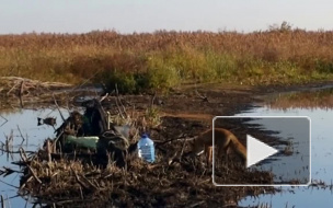 Лиса-"модница" на видео попыталась украсть у рыбаков сапоги и перчатки, эксперты подозревают бешенство