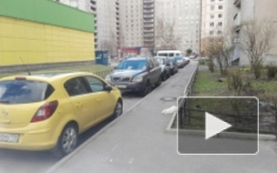 В Петербурге судят живодера-алкаша, который выкинул белого шпица соседки из окна