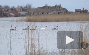 На Неве впервые за 25 лет заметили лебедей