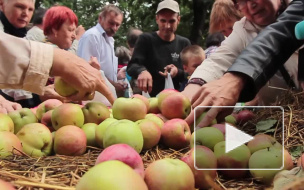 Яблочный Спас 2015 года: приметы, обычаи и традиции праздника дарят верующим надежду на лучшую жизнь