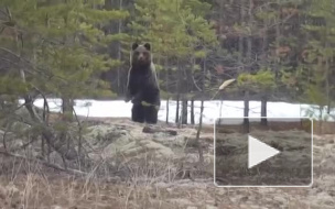 В ХМАО мужчина в лесу столкнулся с голодным медведем и снял его на видео