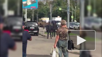В Москве полицейские поймали лося около метро "Выхино"