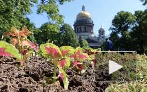 Видео: как петербургские садовники украсили Александровский сад к Фестивалю цветов 