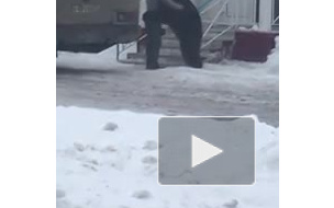 Видео: мужчина покатался верхом на живом медведе в Губкинском