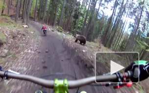 Ужасающее видео из Словакии: медведь устроил погоню за велосипедистом