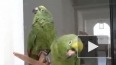 "Пьяный" дуэт попугаев позабавил интернет