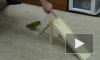 20 трюков попугая за 2 минуты