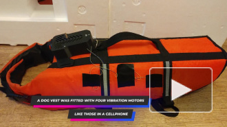 Израильские ученые научились управлять животными дистанционно при помощи вибропульта