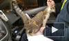 Кошка попыталась защитить виновника ДТП, отвлекая полицейского