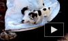 Актриса Тильда Суинтон сняла клип со своими собаками и музыкой Генделя