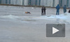 Шокирующее фото: Тело студентки в жёлтом пуховике вмёрзло в лёд на  Дудергофском канале