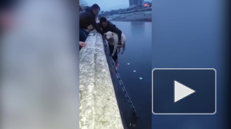 Владикавказ: Чудесное спасение собаки попало на видео