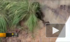 Видео: злобные шимпанзе жестоко избили енота