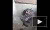 Видео с принимающей душ крысой взорвало сеть