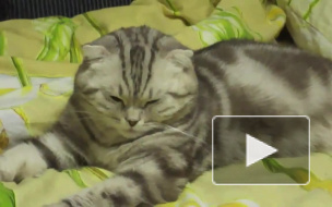 Кот спит на ходу!