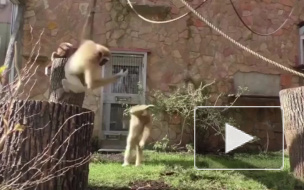 Видео: Гиббоны из Ленинградского зоопарка активно проводят время на самоизоляции
