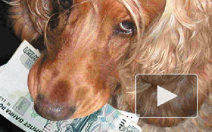 Петербургские депутаты предложили ввести налог на домашних собак