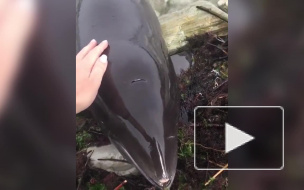 Доброе видео из Новороссийска: местные жители спасли дельфина