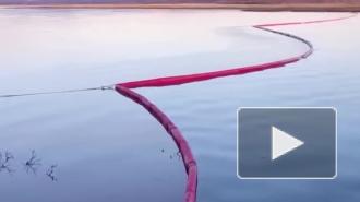 На водоемы Норильска после разлива топлива вернулись птицы
