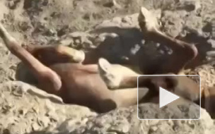В Казахстане мужчины спасли жеребенка, которого задавило камнями 