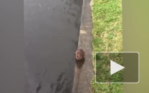 Петербуржцы в центре города заметили бобра